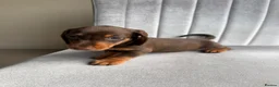 Miniature Dachshund dogs for sale: KC Reg Miniature Chocolate & Tan Dachshunds - Advert 3