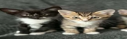 Bengal cats for sale: Bengal mix bread kittens  - Advert 15