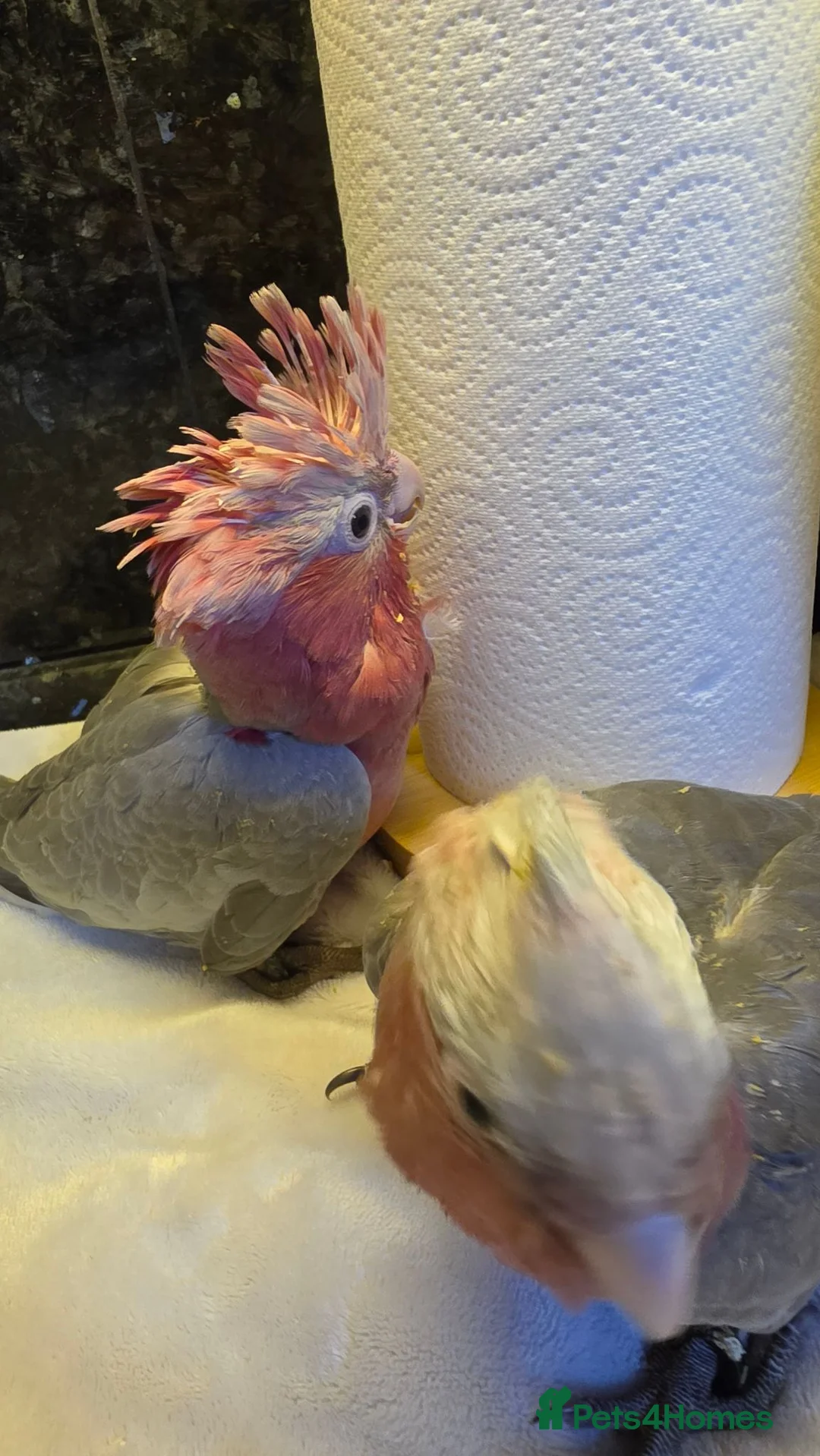 Cockatoo birds for sale: Hand-Raised cockatoo Galah Baby Parrot - Advert 2