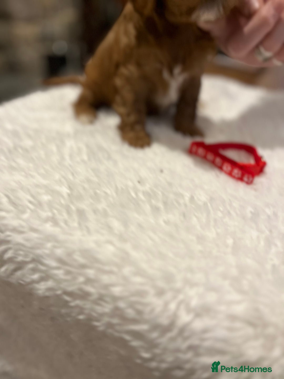 Cavapoo dogs for sale: Stunning litter of F1 Cavapoo puppies - Advert 12
