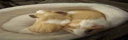 Guinea Pig rodents for sale: 3 Male Guinea Pigs Looking 4 New Forever Home 🐹❤️ - Advert 13