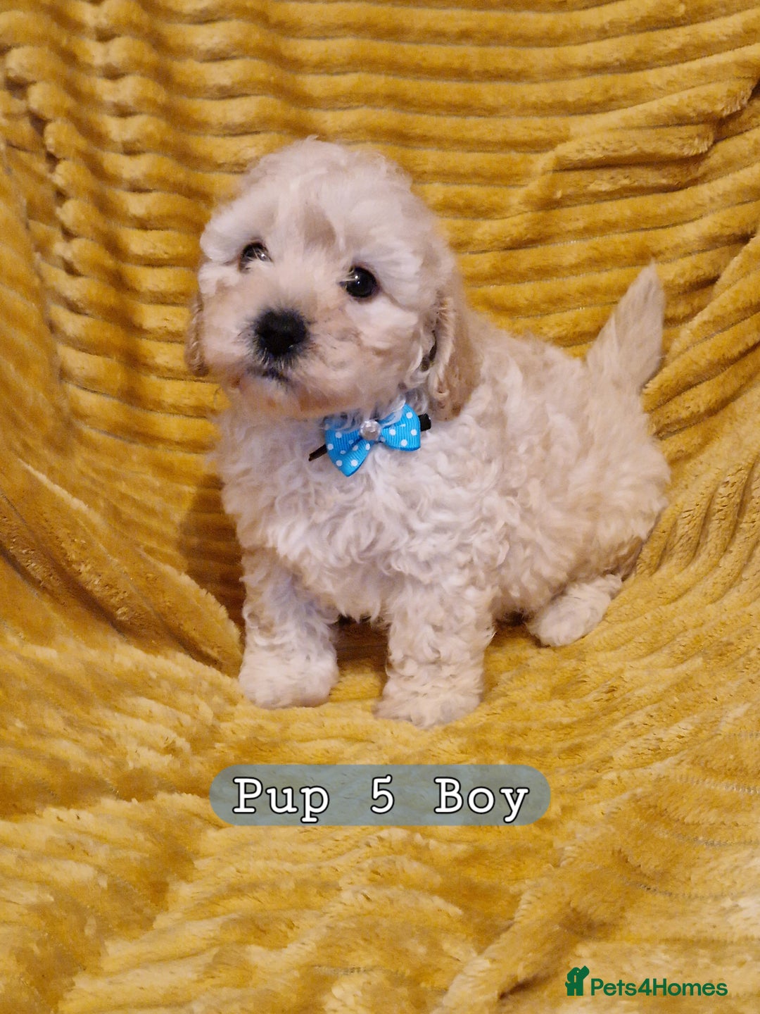 Poochon dogs for sale: 5 Cute and Cuddly Poochons  j  - Advert 11