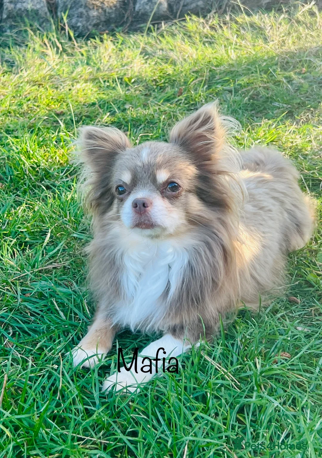 Chihuahua dogs for stud: Lilac and tan Russian import stud dog DNA tested in Rotherham - Advert 8