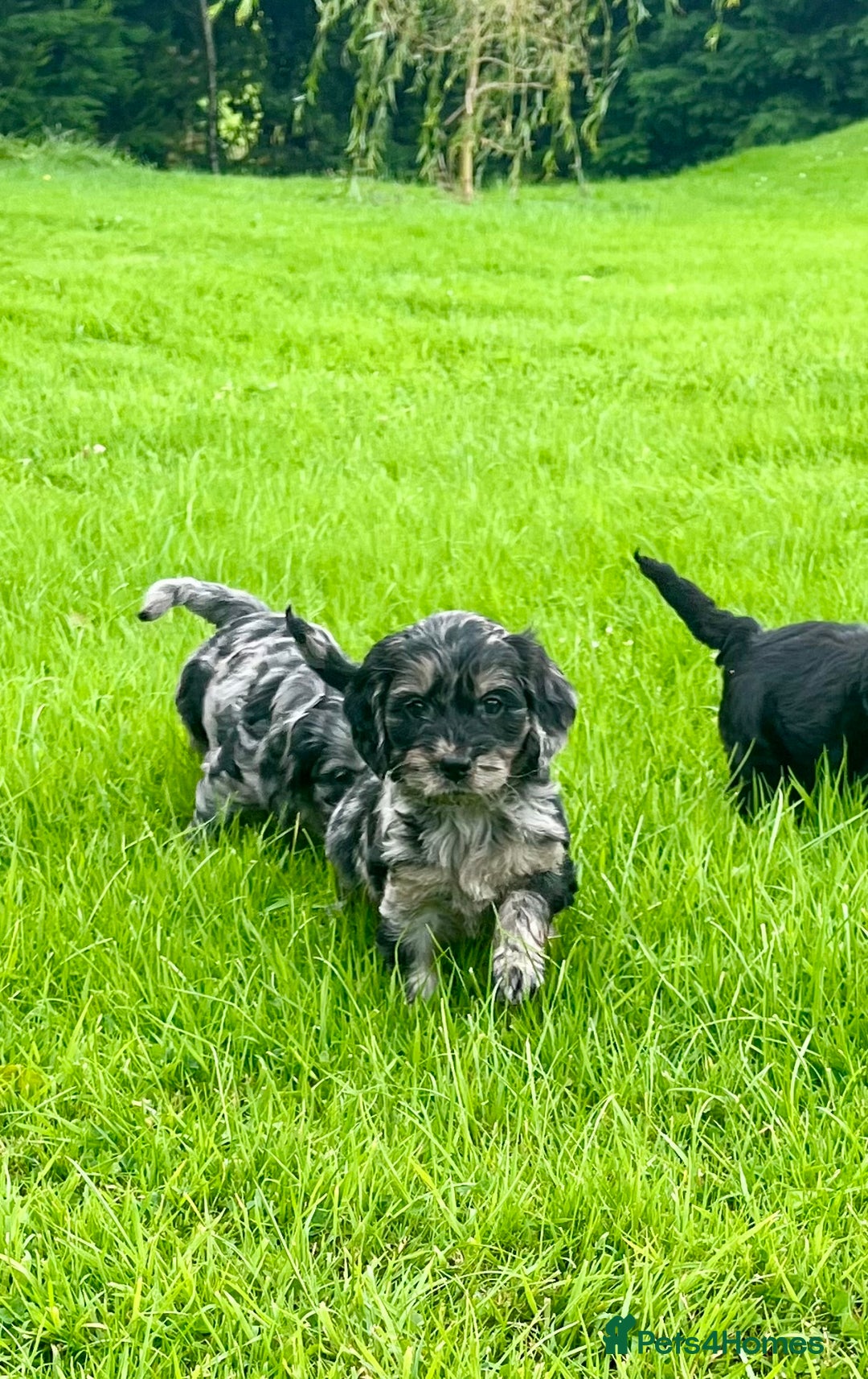 Cockapoo dogs for sale: Beautiful F1 Cockapoo puppies  - Image 7