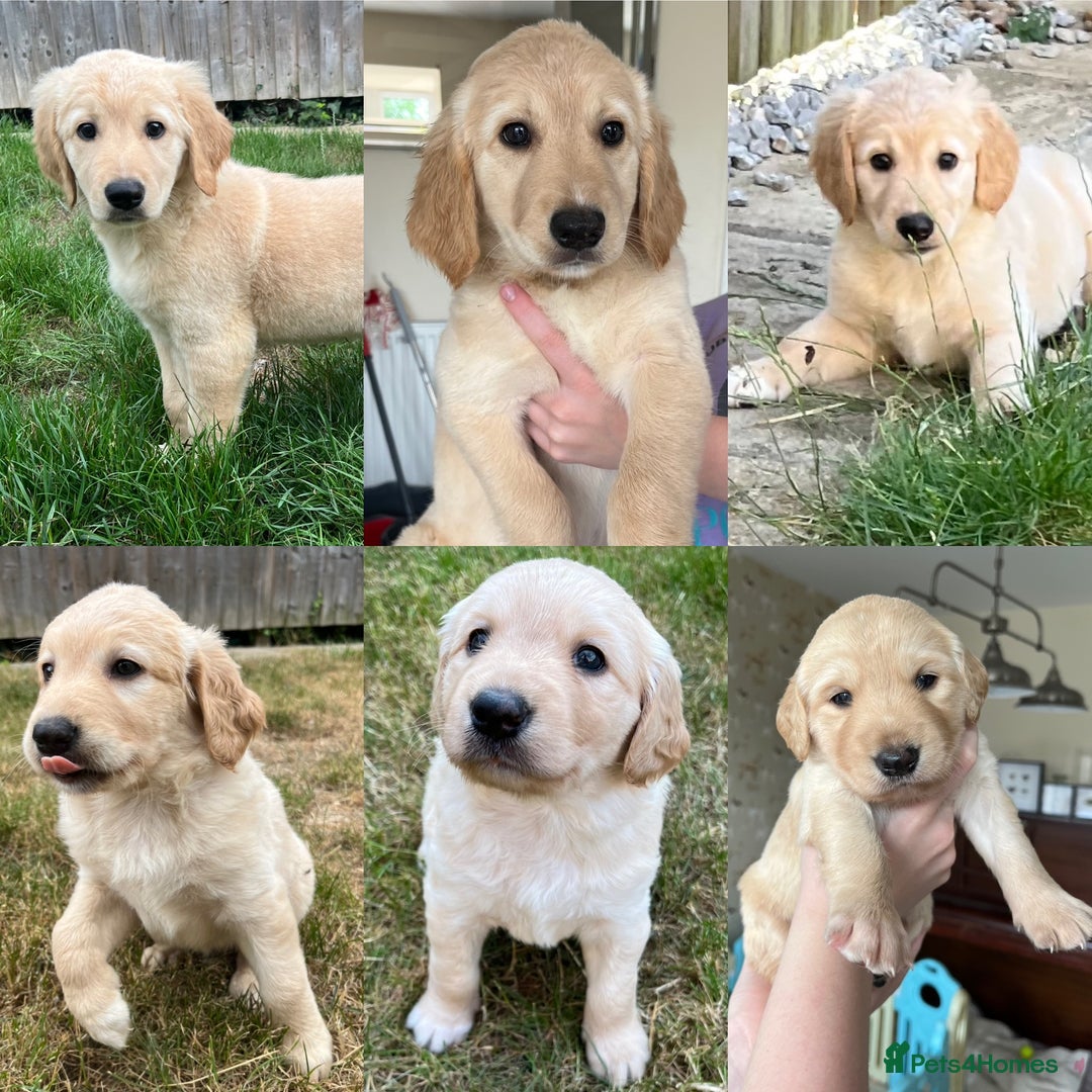 Goldendoodle dogs for sale: Goldendoodle x Aussiedoodle Pups READY TO LEAVE  - Image 5