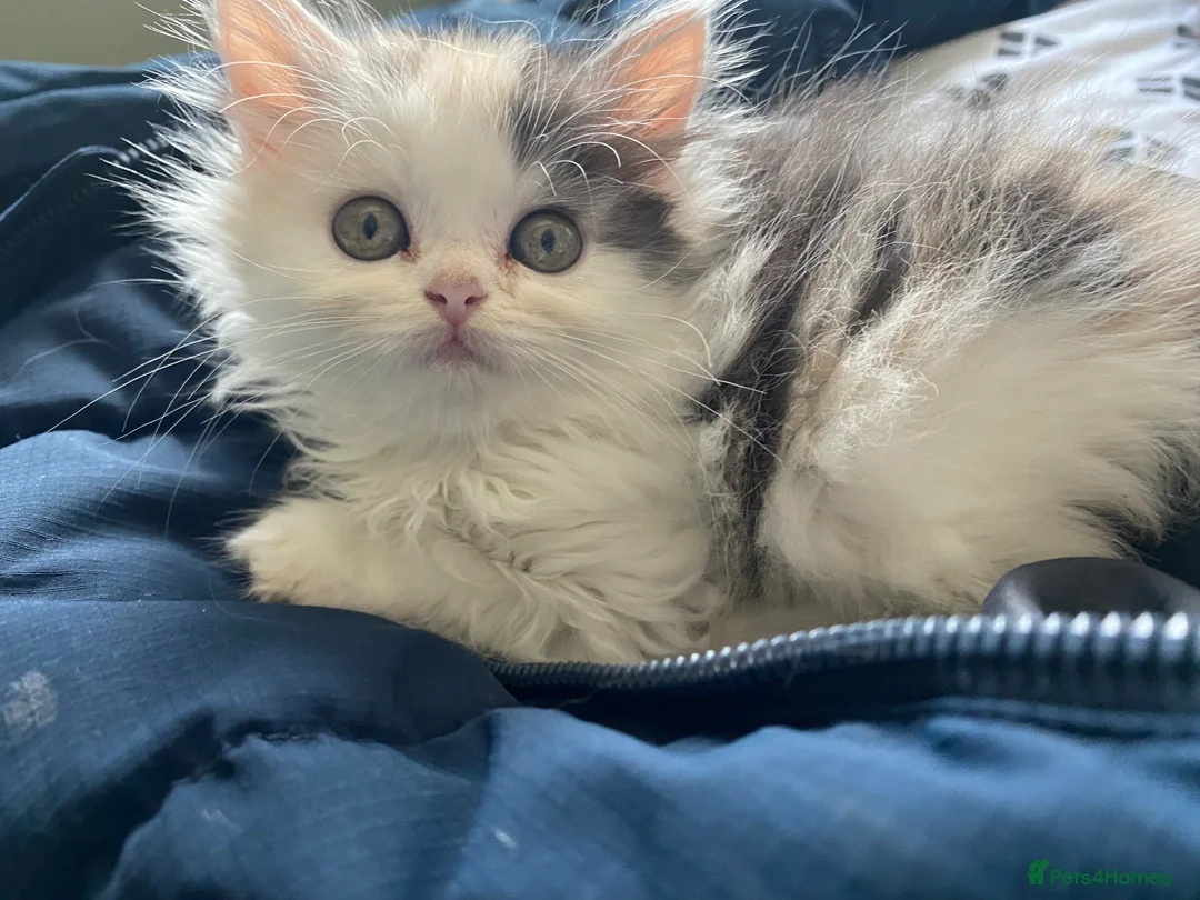 Exotic cats for sale: Exotic short hair cross kittens  - Advert 2