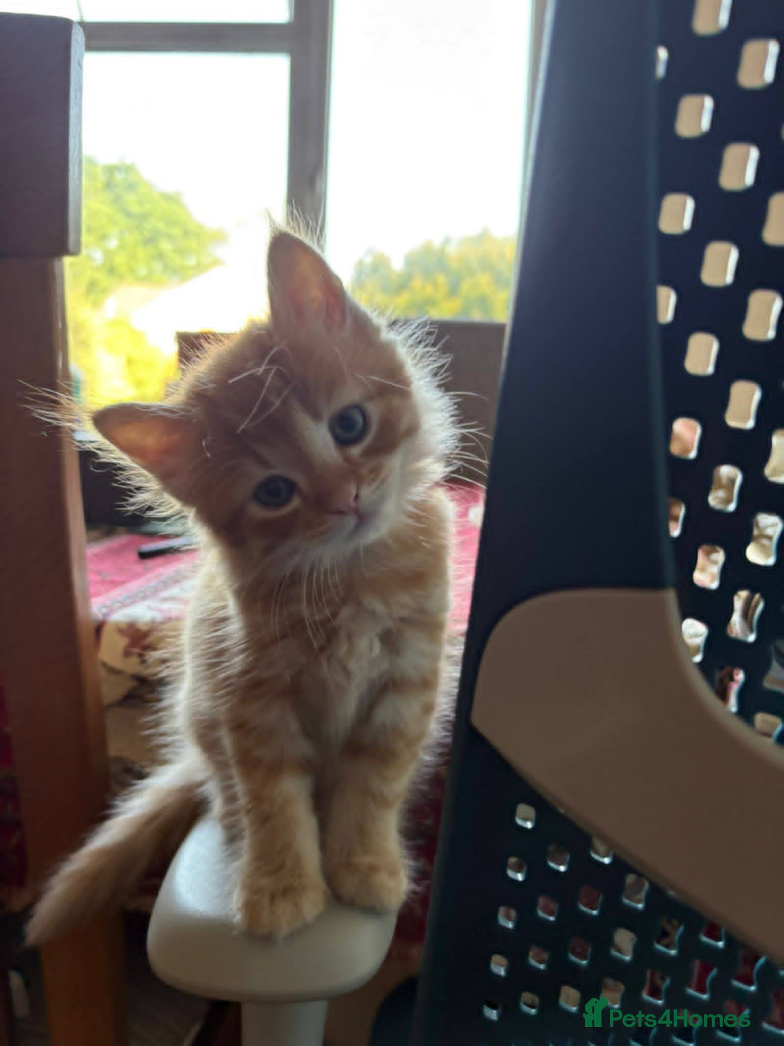 Birman cats Handsome Ginger Male Birman/shorthair Kittens mix  - Advert 1