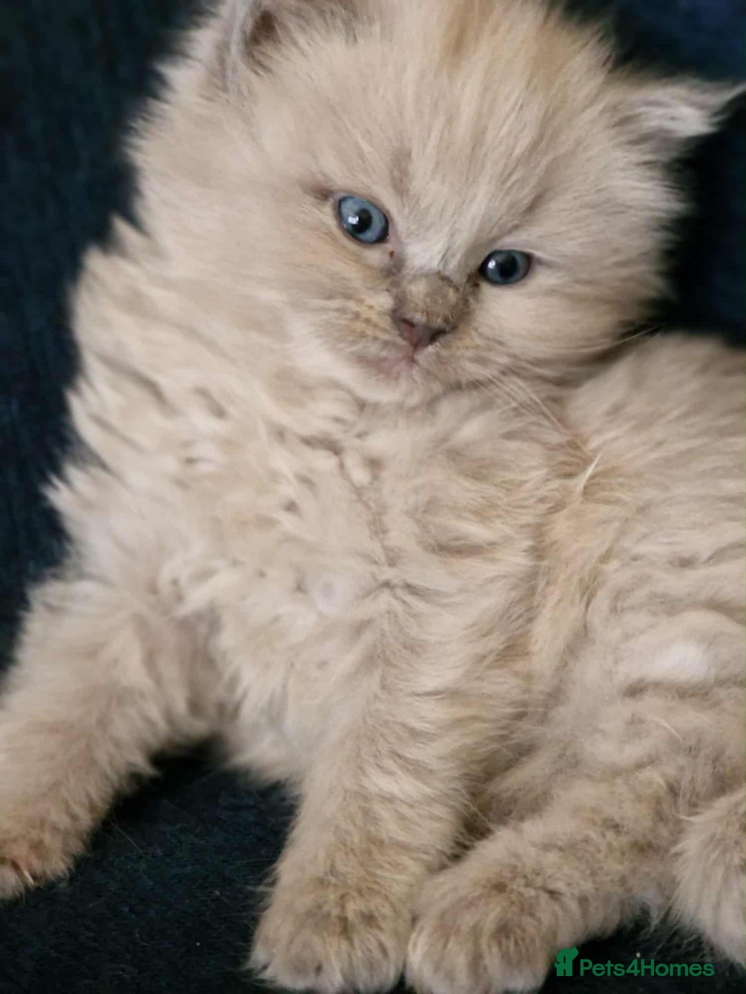 Ragdoll cats for sale: Stunning TICA Ragdoll Kittens - Mink, Sepia,  - Advert 18