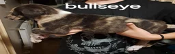 Mixed Breed dogs for sale: Alaunt x  in Wisbech - Advert 24