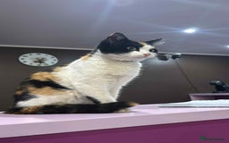 Mixed Breed cats for adoption: Carmen for adoption - Advert 2