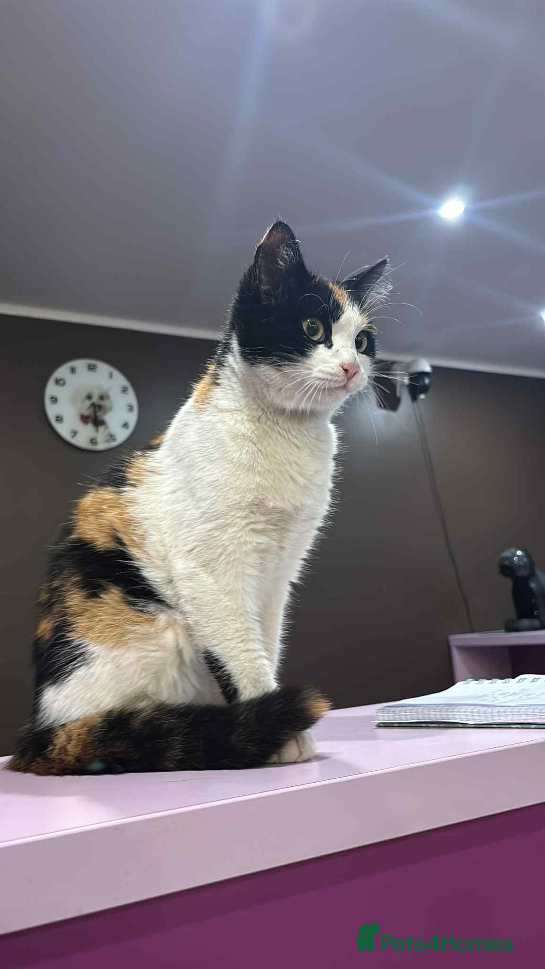 Mixed Breed cats for adoption: Carmen for adoption - Advert 2