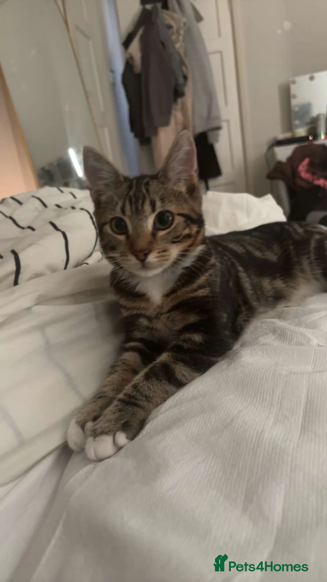 Domestic Shorthair cats for sale: loving cat  in Knaresborough - Advert 2