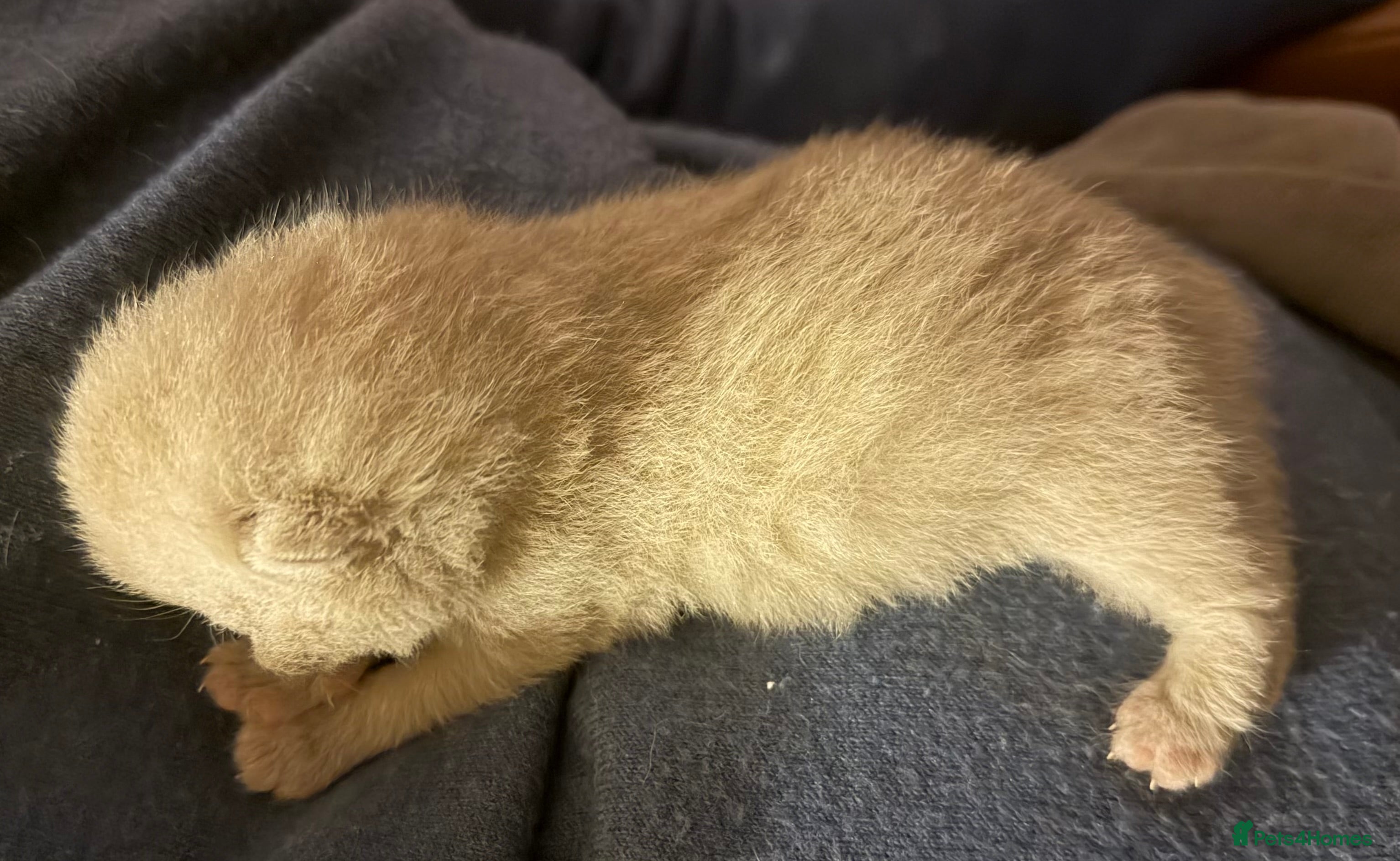 British Shorthair cats Lilac and Lilac & White - Advert 12