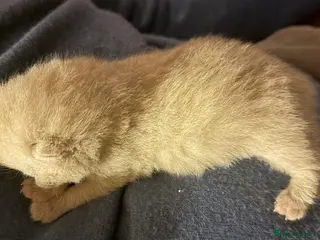 British Shorthair cats Lilac and Lilac & White - Advert 12