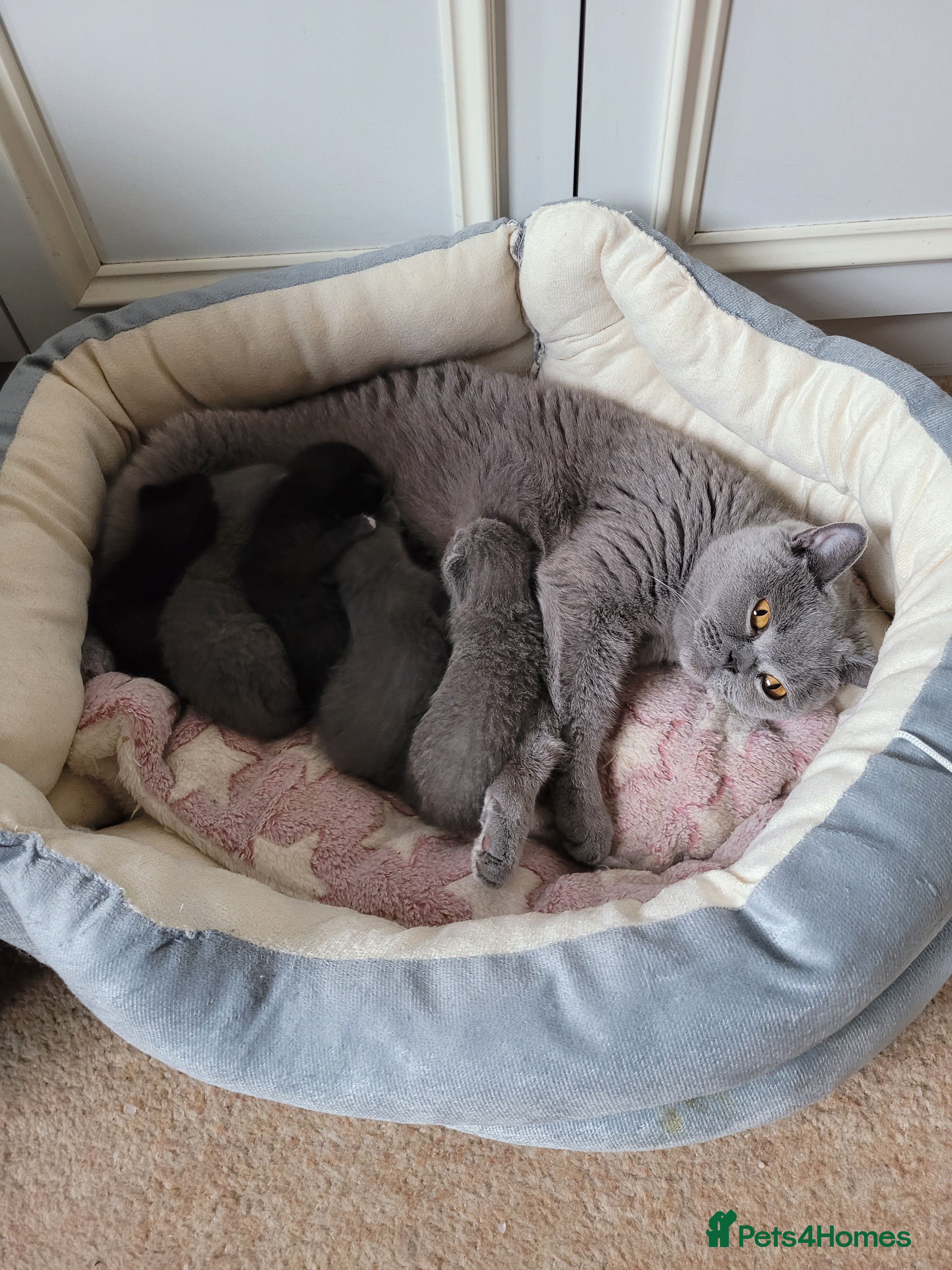 British Shorthair cats British Shorthair Mixed Litter - Advert 1