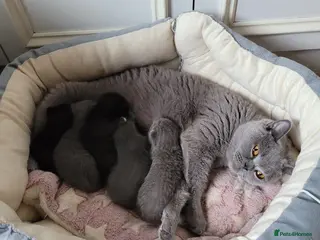 British Shorthair cats British Shorthair Mixed Litter - Advert 1