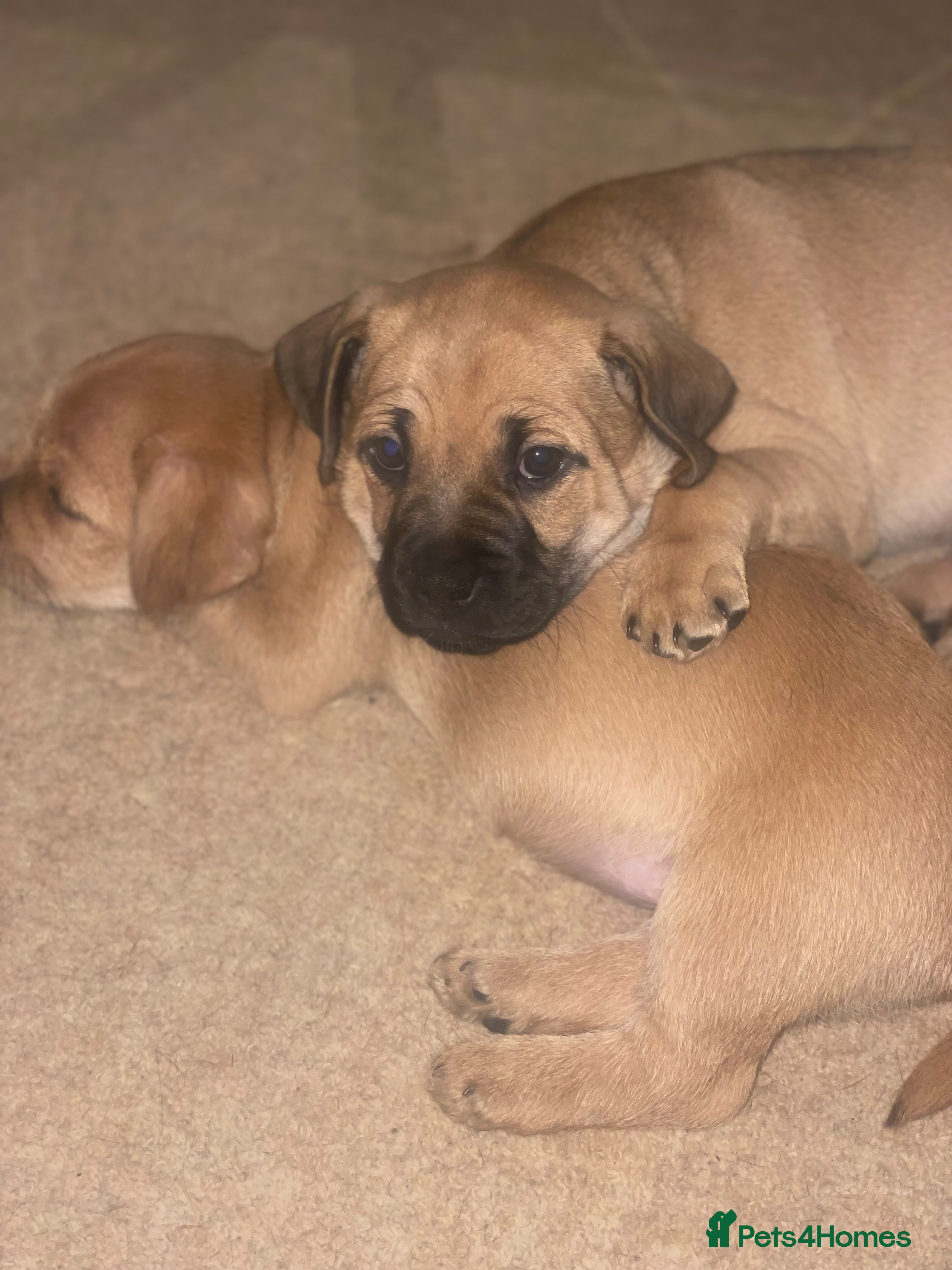 Jug dogs Jug puppy 8 weeks old boy ready to leave  - Advert 3