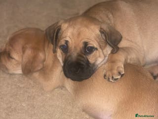 Jug dogs Jug puppy 8 weeks old boy ready to leave - Advert 3