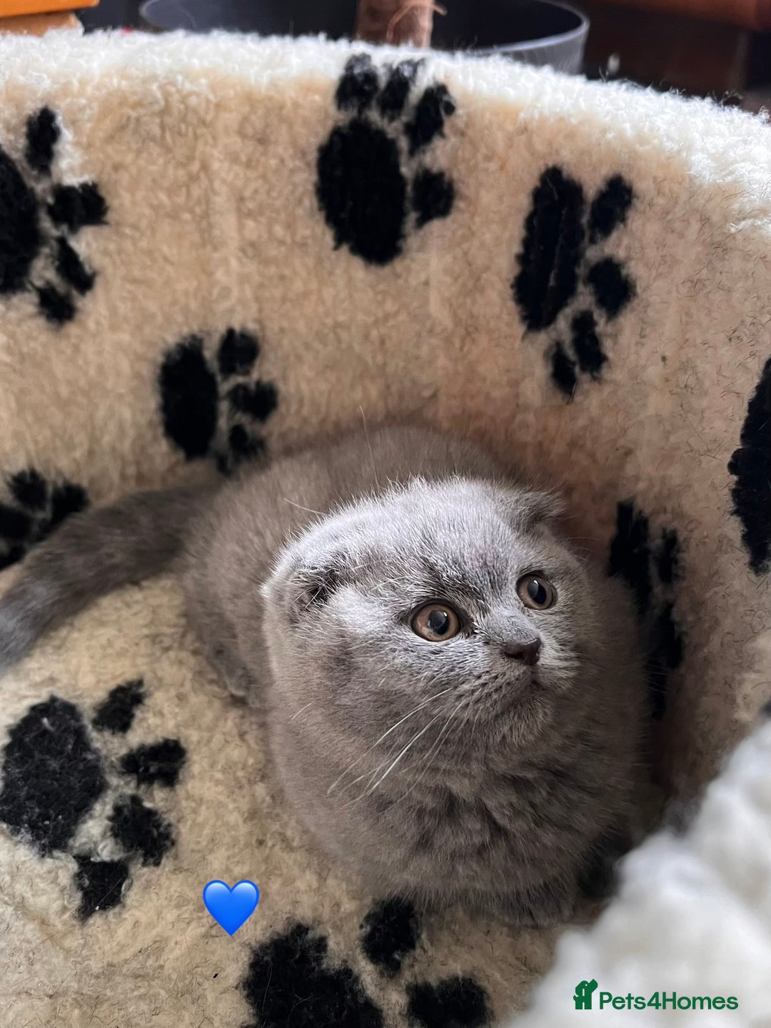Scottish Fold cats for sale: 🐾2 boys left Scottish Fold🐾 - Image 8