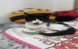 Mixed Breed cats for sale: Mix maine cone kittens  - Image 12
