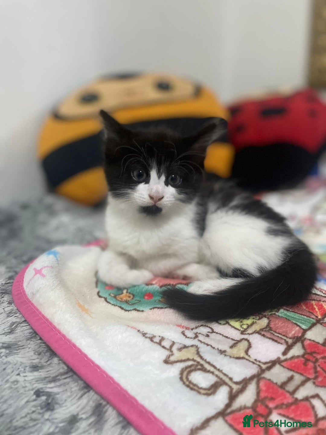 Mixed Breed cats for sale: Mix maine cone kittens  - Image 12