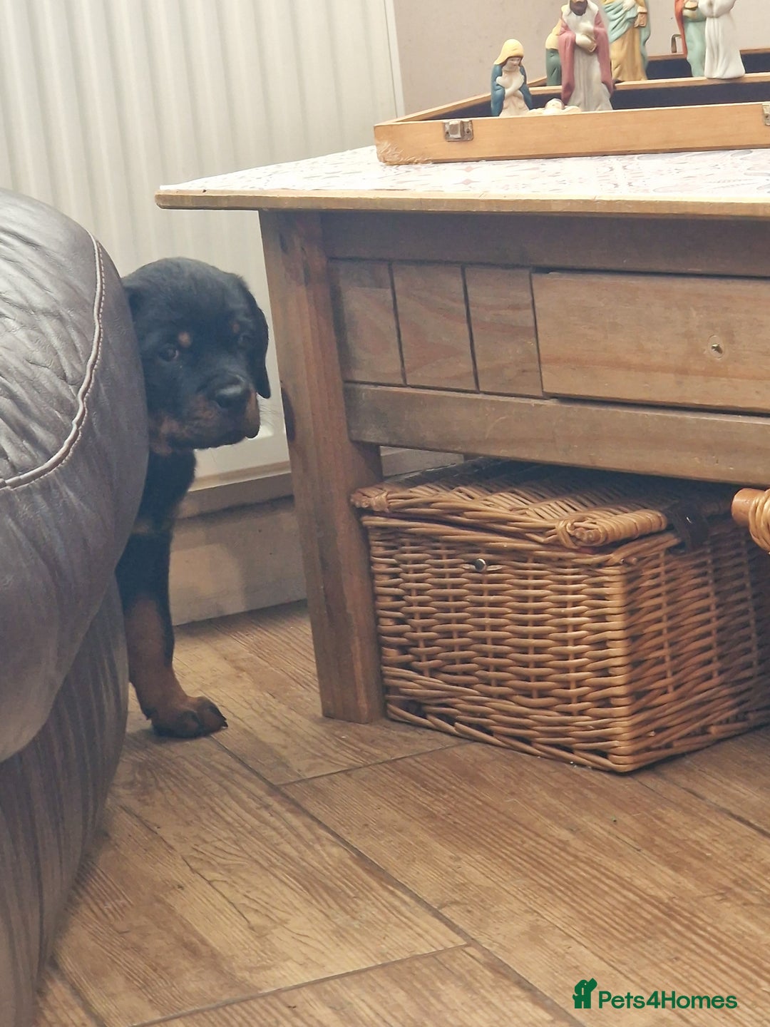 Rottweiler dogs for sale: MASSIVE ROTTWEILER PUPPIES  - Advert 29