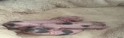 Sphynx cats for sale: sphynx kittens for reservations  - Advert 12