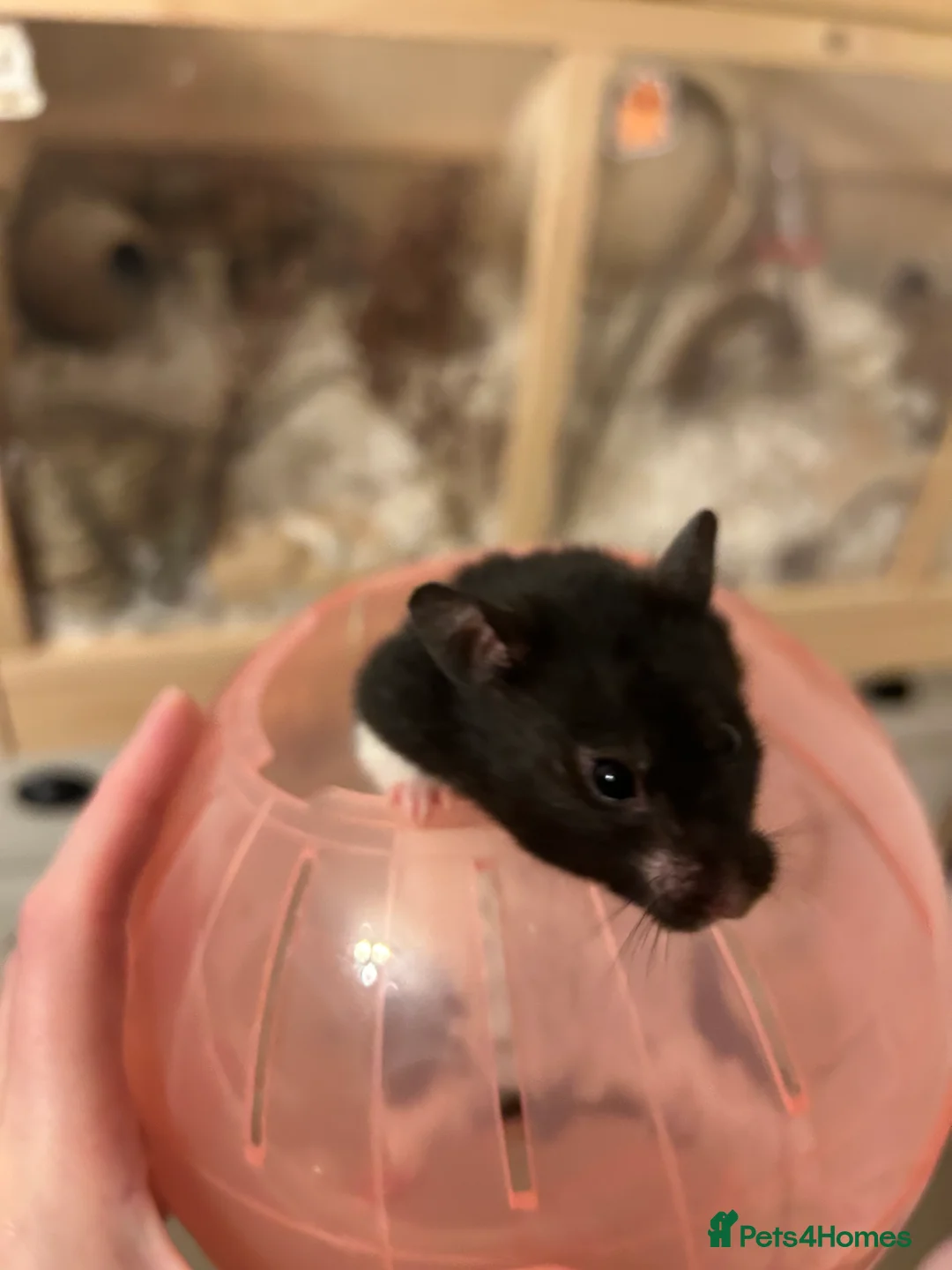 Hamster rodents for sale: Syrian hamster  - Advert 1