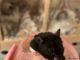 Hamster rodents Syrian hamster - Advert 5