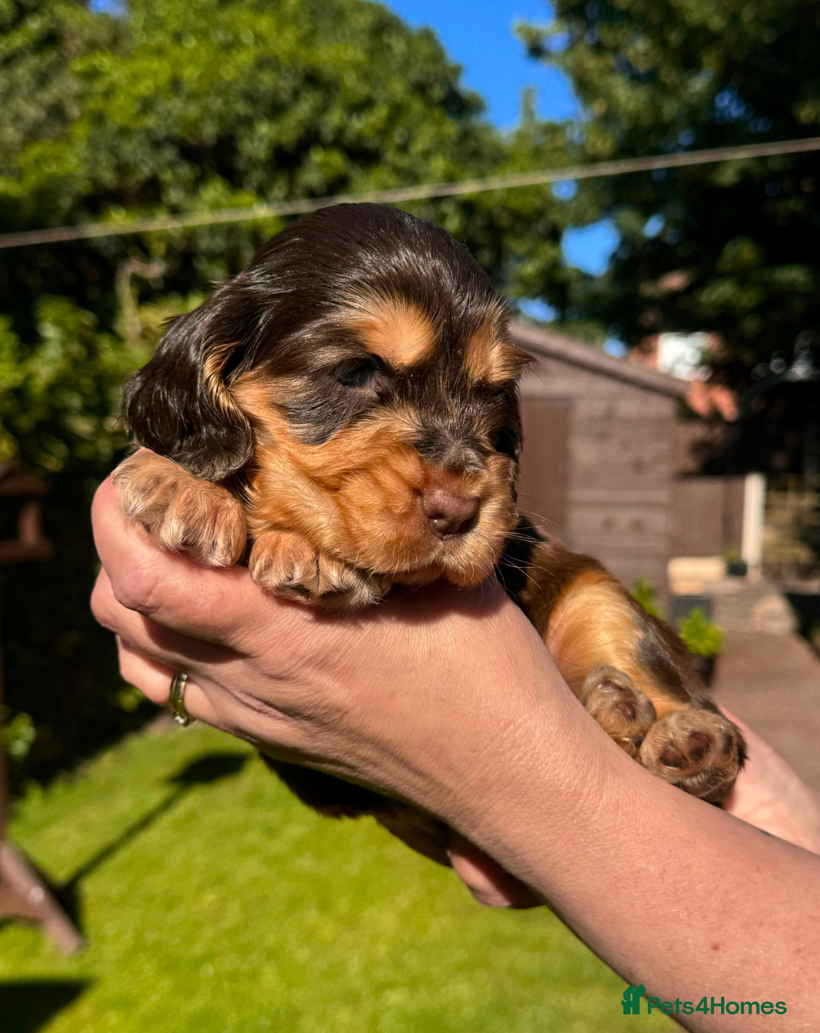 Cocker Spaniel dogs 🩷💜 ADORABLE KC HEALTH TESTED PAR SHOW COCKERS - Advert 2