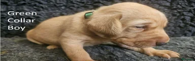 Green Collar Boy