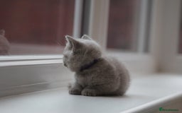 British Shorthair cats for sale: 🩶🐈🐾 Stunning BSH Kittens 🩶🐈🐾 - Image 24