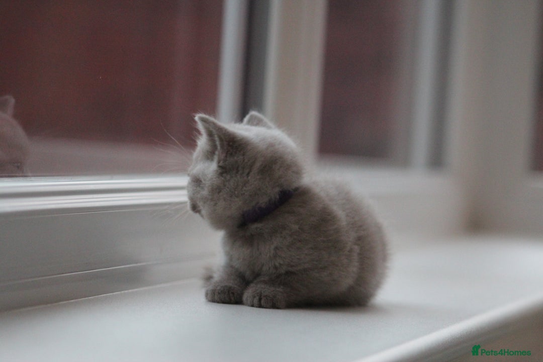 British Shorthair cats for sale: 🩶🐈🐾 Stunning BSH Kittens 🩶🐈🐾 - Image 24