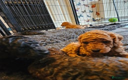 Miniature Poodle dogs for sale: Beautiful Health Tested Poodles - Advert 17