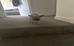 French Bulldog dogs for sale: French Bulldog - Image 6