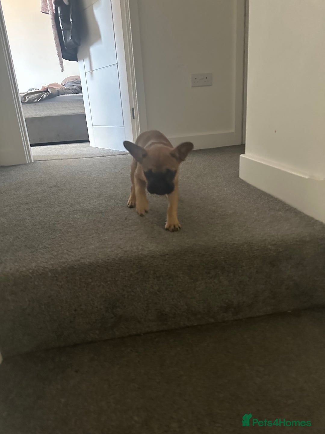 French Bulldog dogs for sale: French Bulldog - Image 6