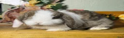 Mini Lop rabbits for sale: Gorgeous, friendly *vaccinated* pure mini lops in Swindon - Advert 4