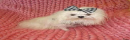 Maltese dogs for sale: Babydoll KC Registered Korean Maltese Adult Girl - Advert 9