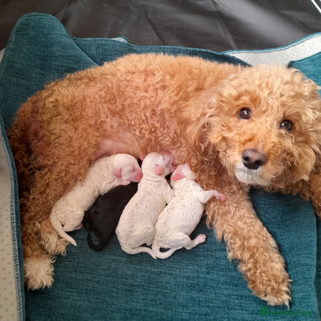 Cavapoo dogs for sale: Cavapoo  in Newry - Advert 2