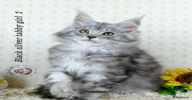Maine Coon cats - Advert 3
