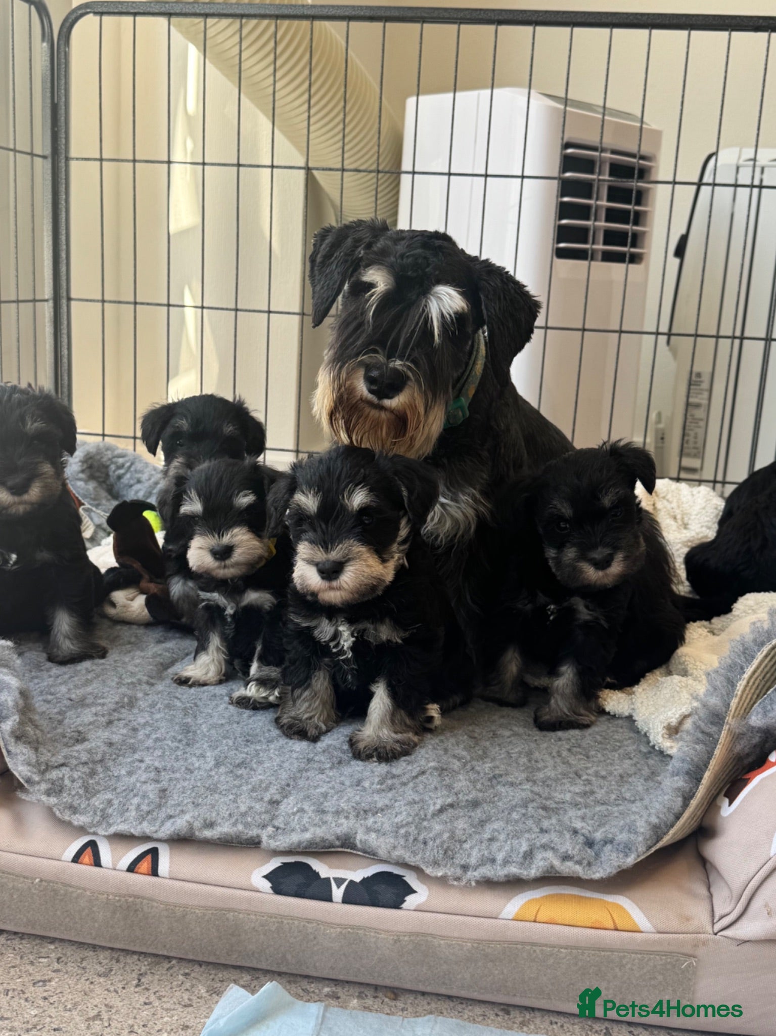 Miniature Schnauzer dogs for sale: 🐾 Miniature Schnauzer Puppies - Advert 2