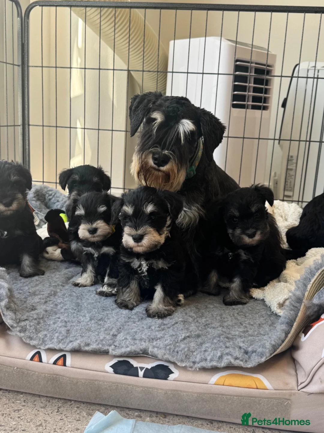 Miniature Schnauzer dogs for sale: 🐾 Miniature Schnauzer Puppies - Advert 1