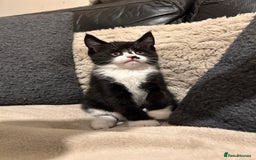 Maine Coon cats for sale: Maine Coon - Image 7