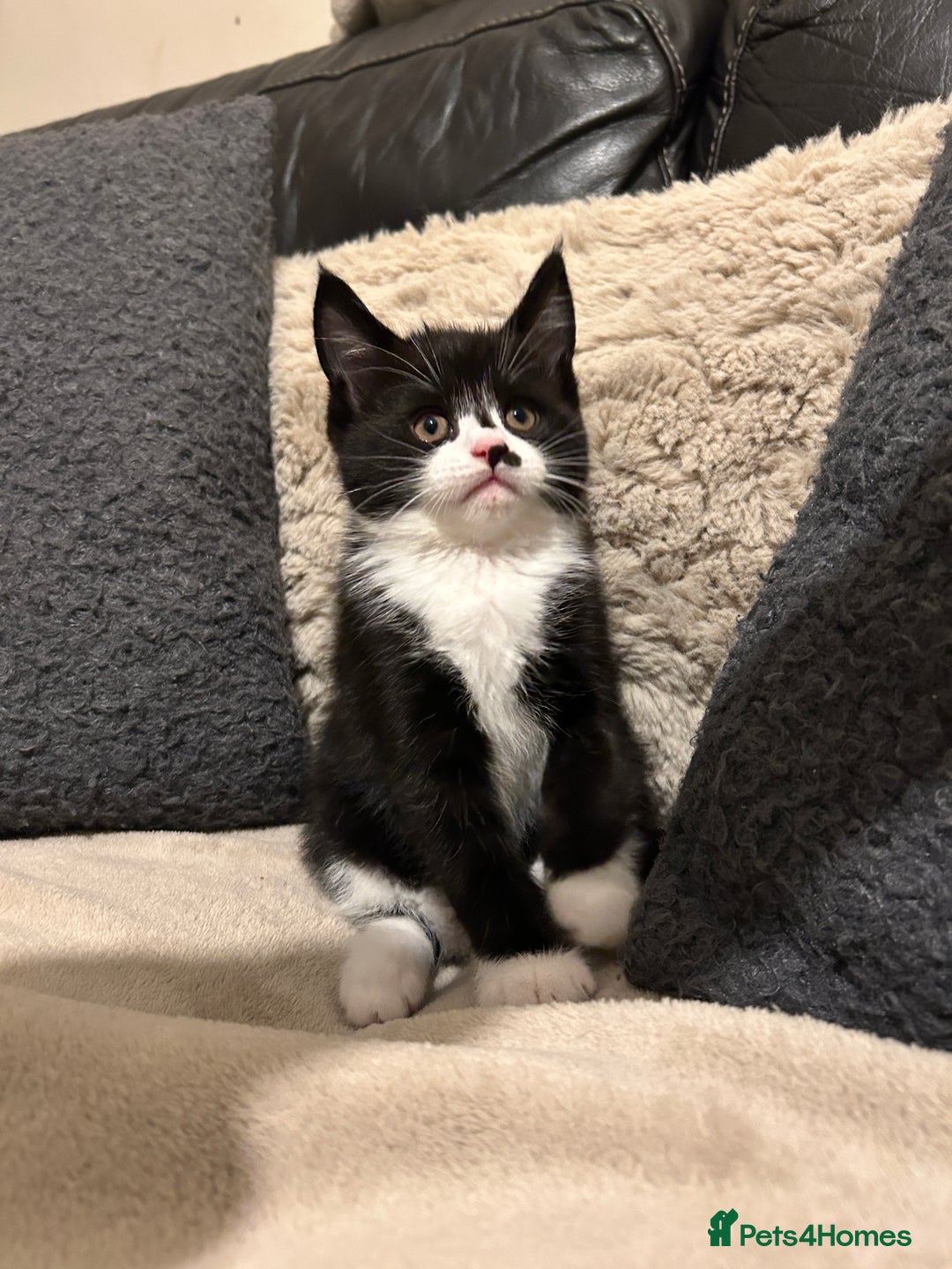 Maine Coon cats for sale: Maine Coon - Image 7