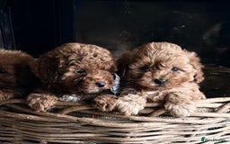 Cavapoo dogs for sale: Gorgeous Red Cavapoo Pups  - Image 1