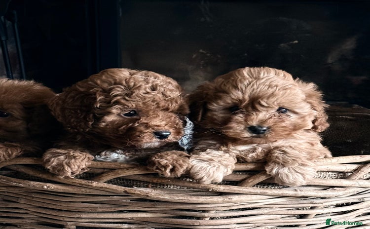 Cavapoo dogs - Advert 2