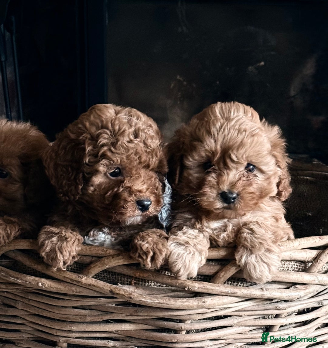 Cavapoo dogs for sale: Gorgeous Red Cavapoo Pups  - Image 1