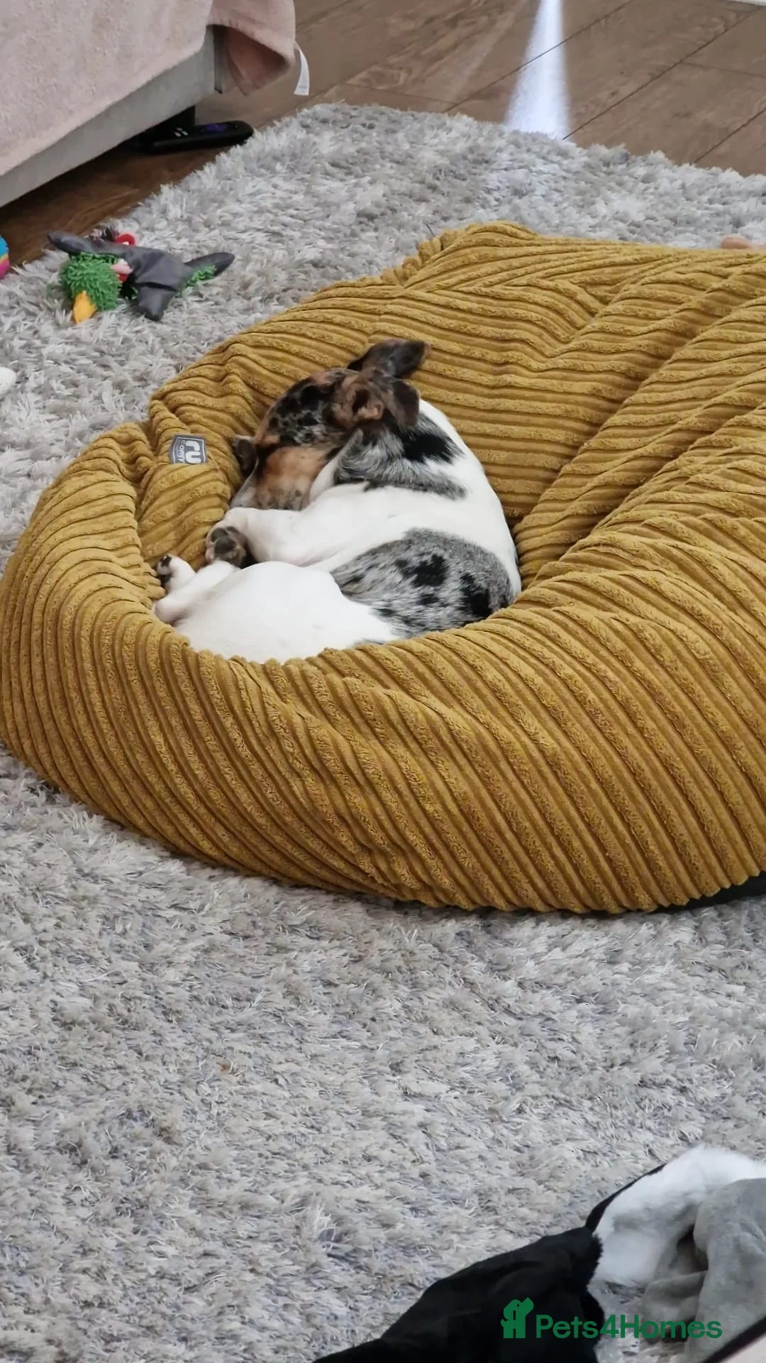 Parson Russell dogs for stud: Charlie - Parson marle Chihuahua cross in Swindon - Advert 9