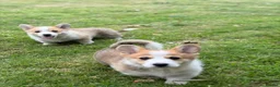 Welsh Corgi Pembroke dogs for sale:  Pembrokeshire Corgi Puppies for sale!🏡 - Advert 8
