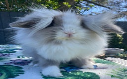 Mini Lion Lop rabbits for sale: Beautiful Lion Lop Girl in Cheadle - Image 3